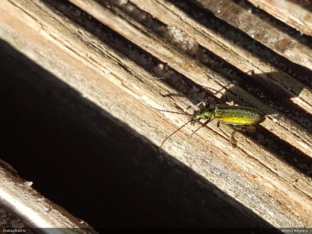 Māņkoksngrauzis Chrysanthia viridissima