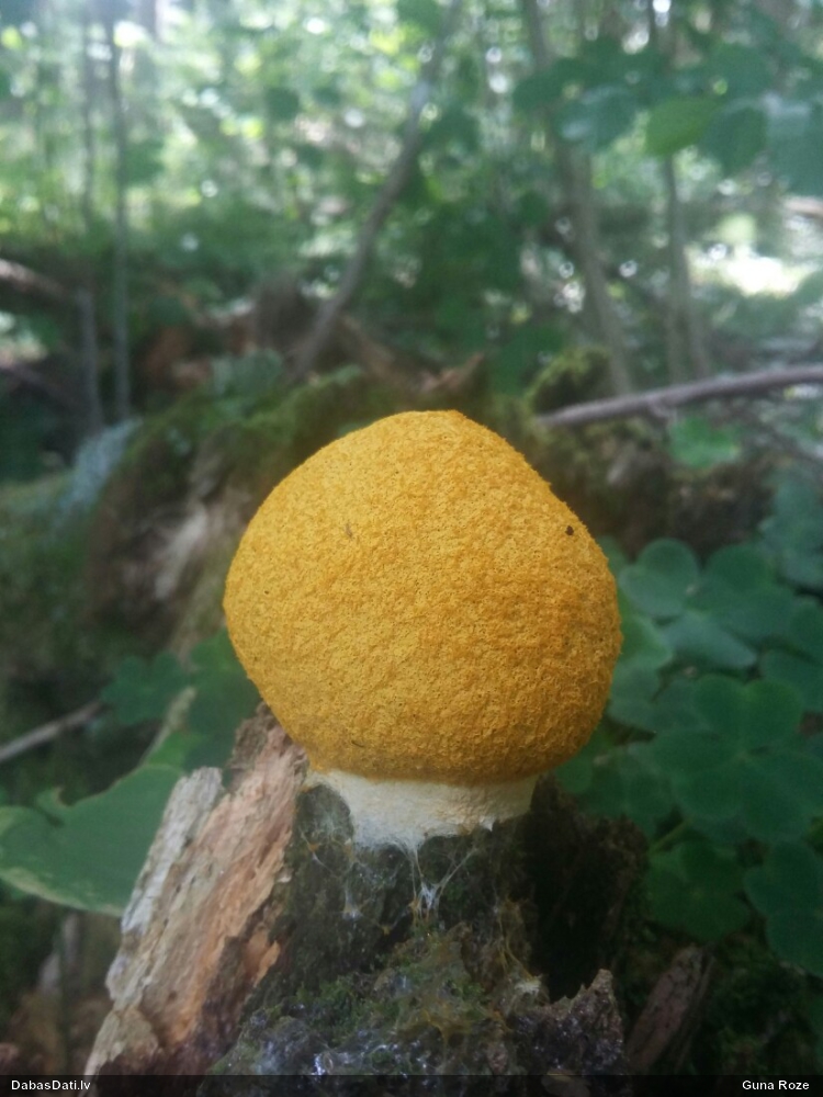 Dzeltenais ragansviests