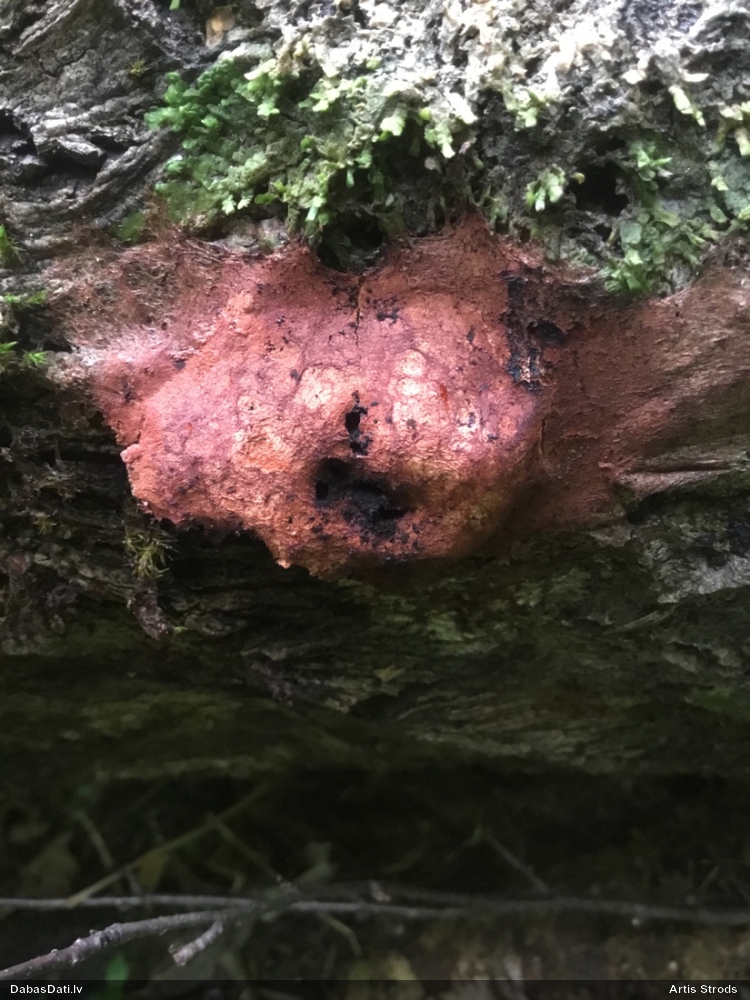 Gludais ragansviests (plašā nozīmē, līdzīgo grupa)