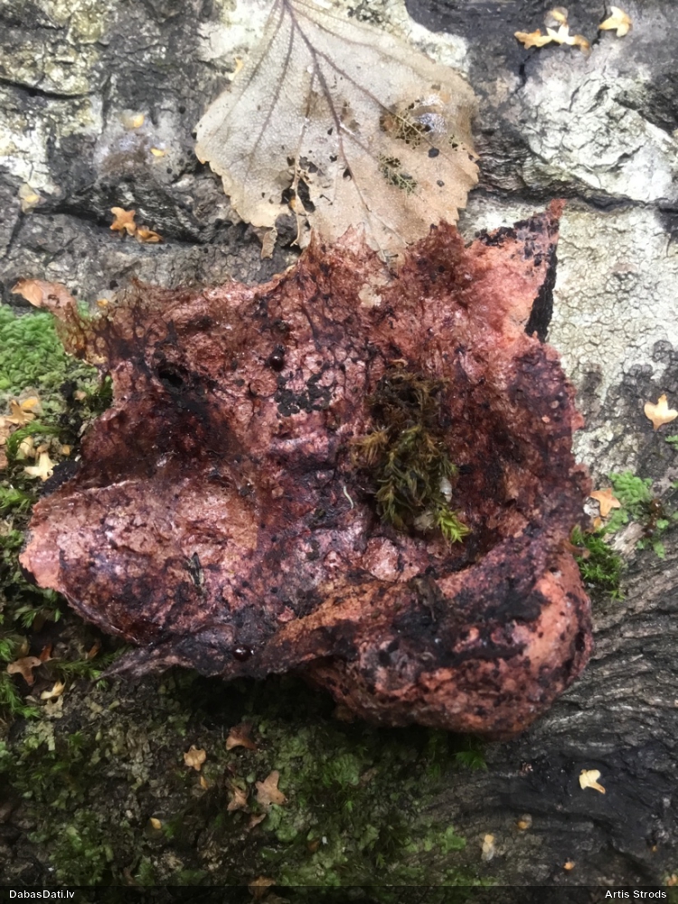 Gludais ragansviests (plašā nozīmē, līdzīgo grupa)