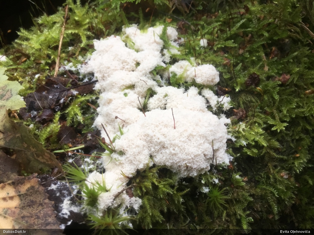 Baltais ragansviests