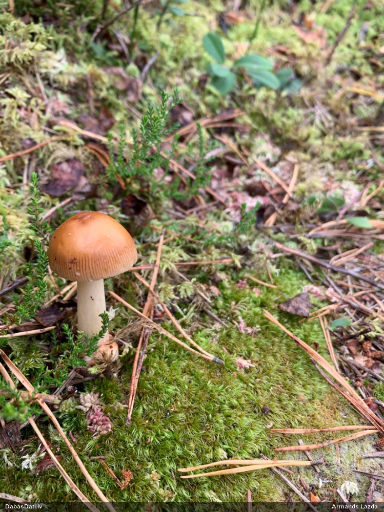 Dzeltenbrūnā makstsēne