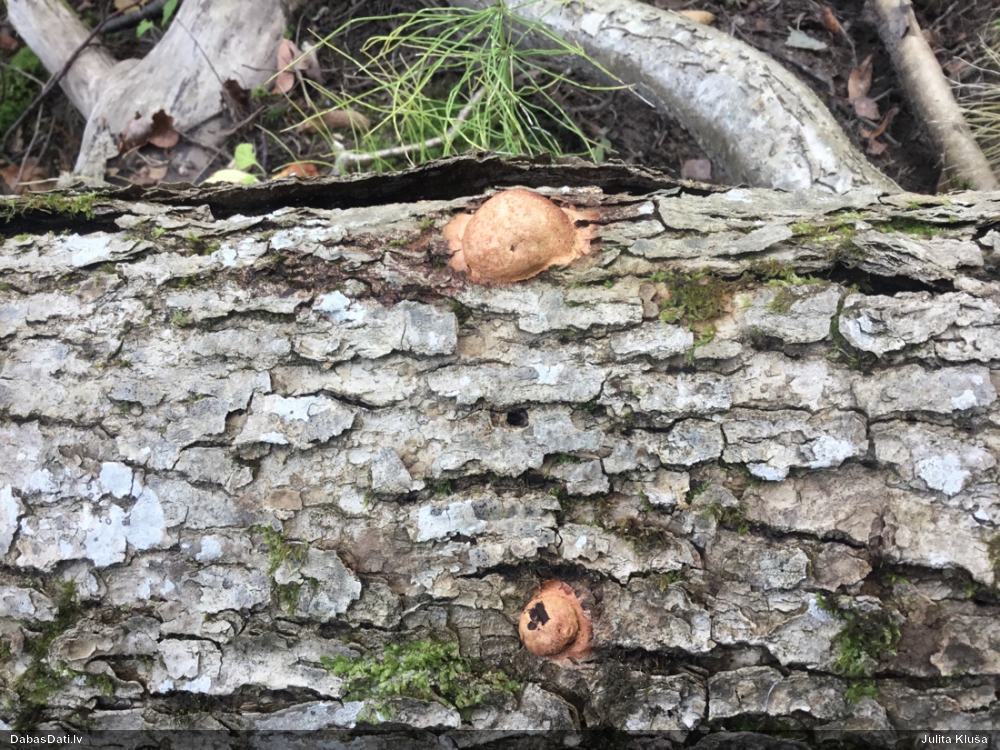 Gludais ragansviests