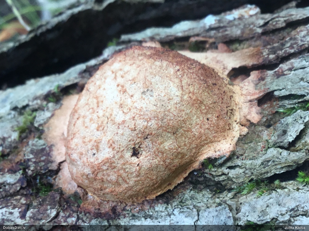 Gludais ragansviests