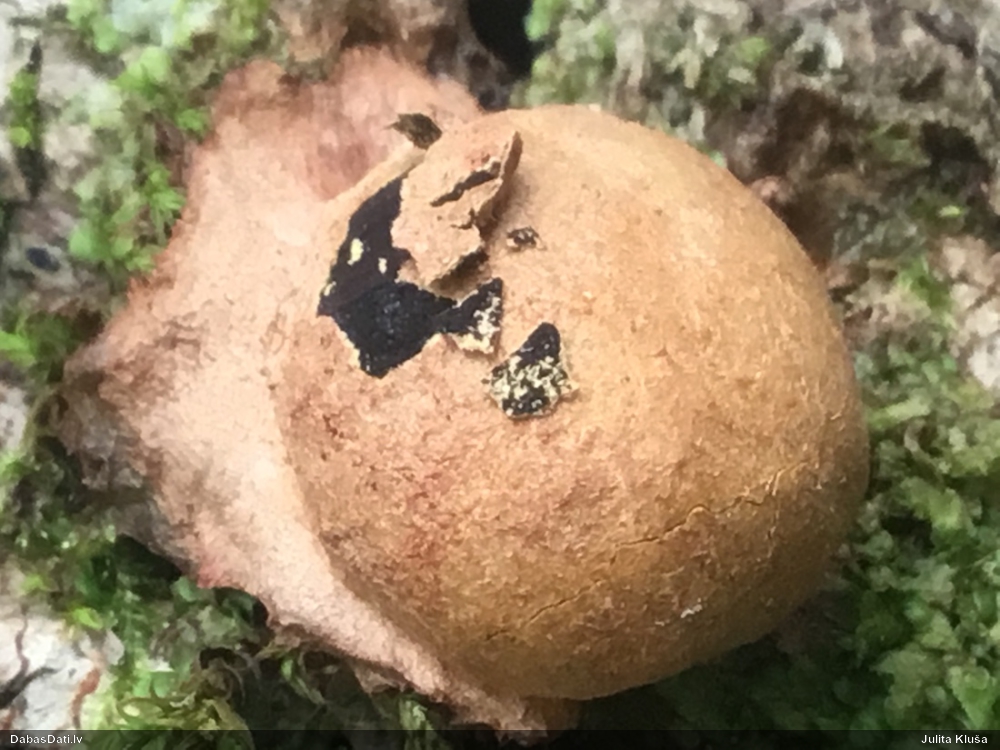 Gludais ragansviests