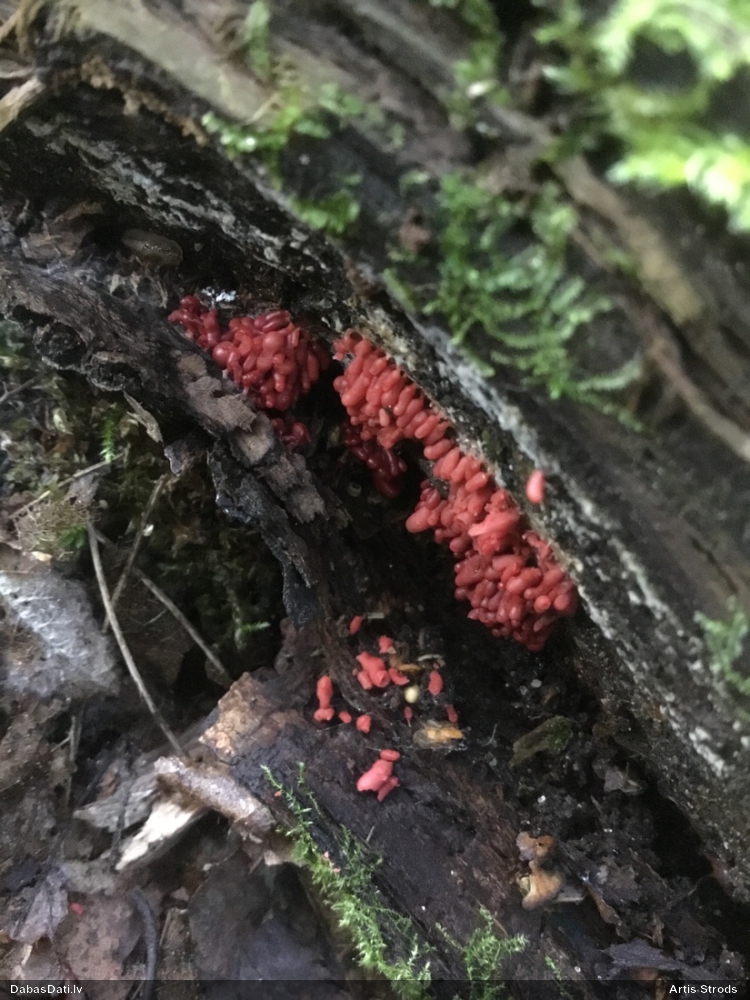 Sprodzīte (pelēka, sarkana; nenoteikta)