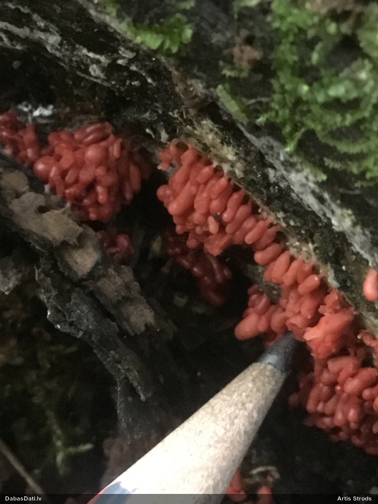 Sprodzīte (pelēka, sarkana; nenoteikta)