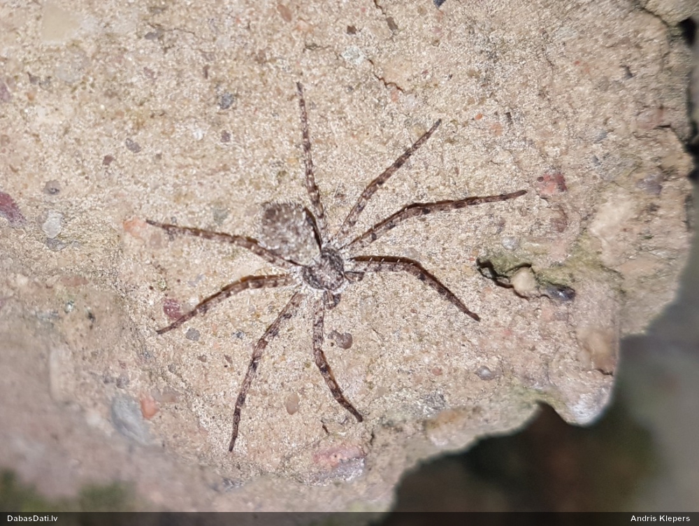 Māņkrabjzirneklis Philodromus sp.