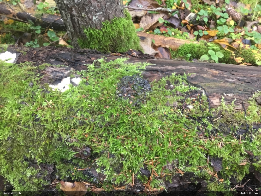 Pumpurīšu dzimtas gļotsēne (nenoteikta)