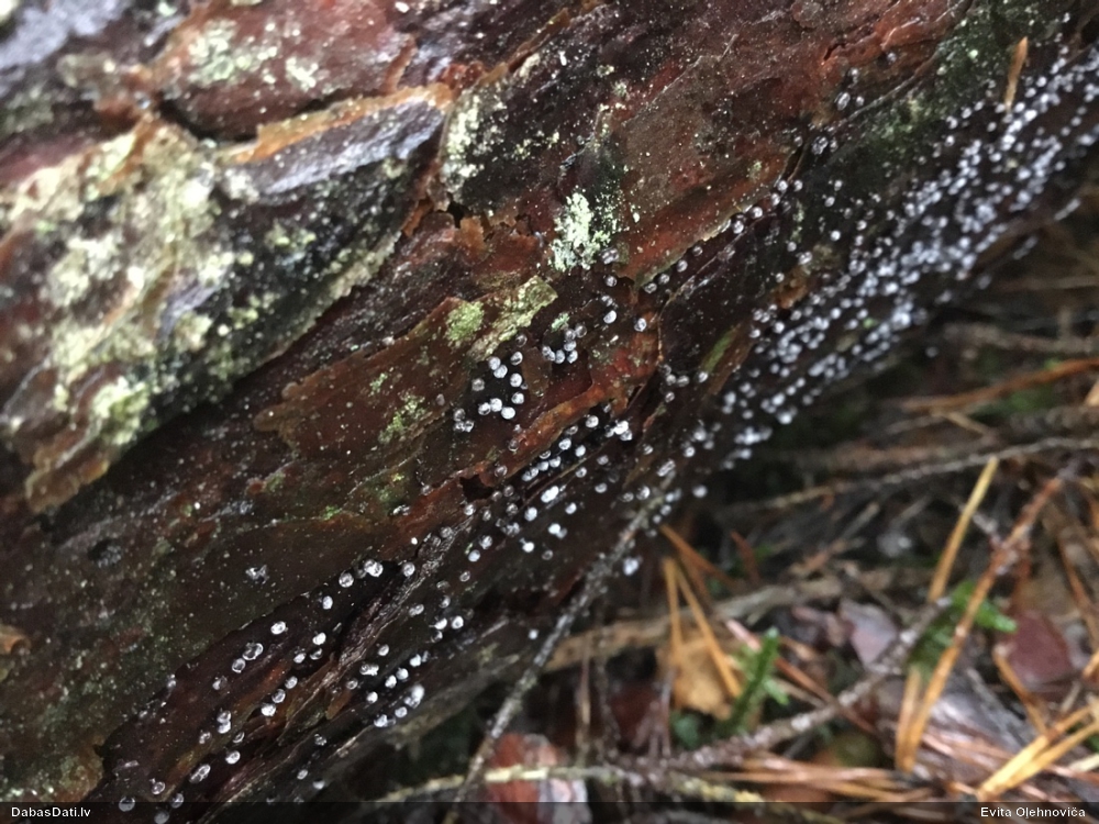 Gļotsēne (nenoteikta)