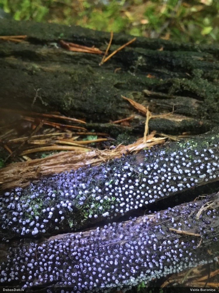 Mazā/sūnu cukurīte