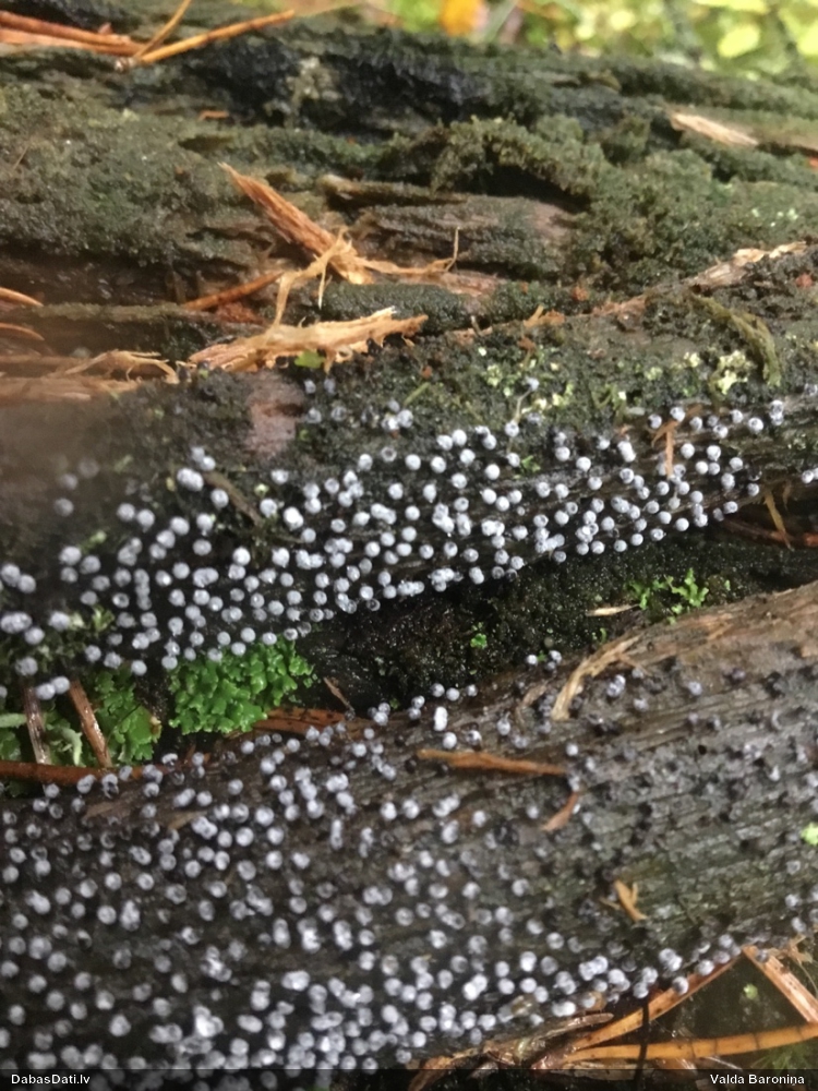 Mazā/sūnu cukurīte