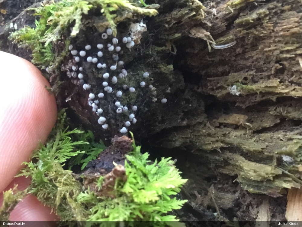 Pelēkbaltā pumpurīte