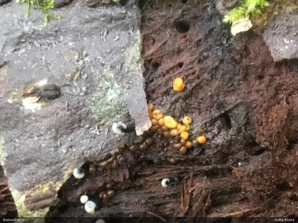 Pilienīšu dzimtas gļotsēne (nenoteikta)