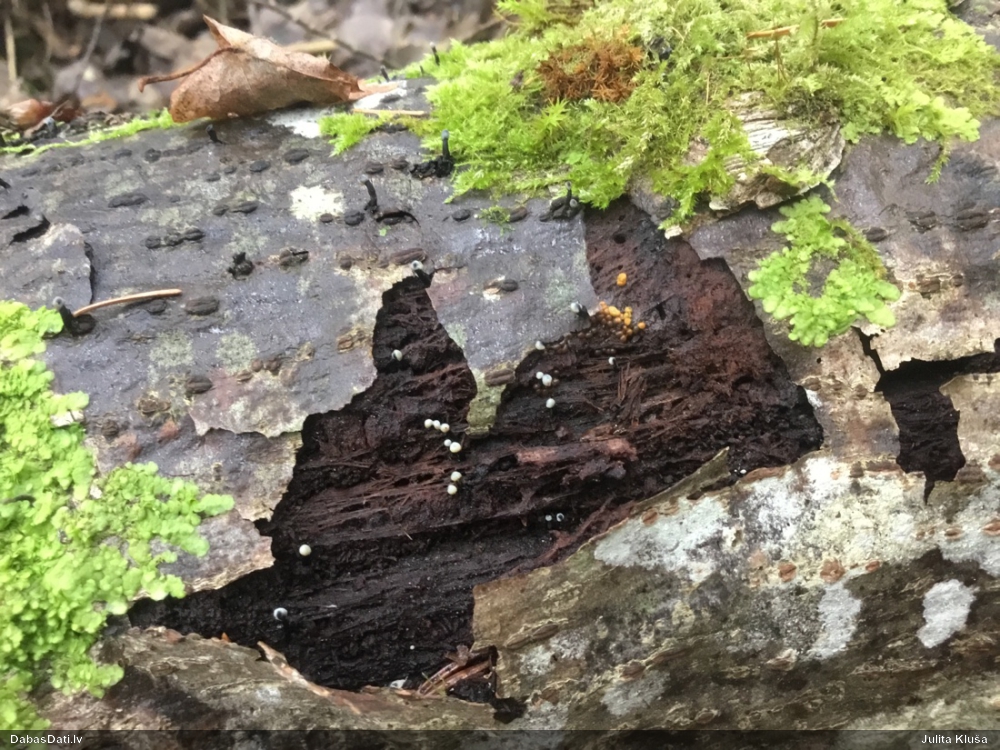 Pilienīšu dzimtas gļotsēne (nenoteikta)