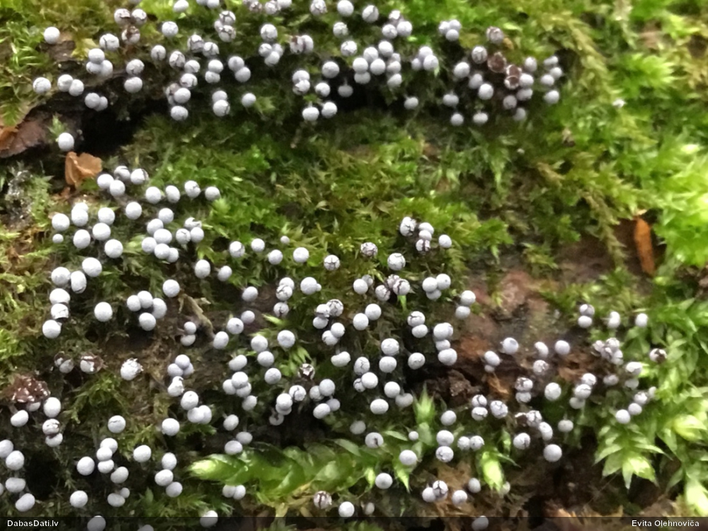 Fizāra (nenoteikta)