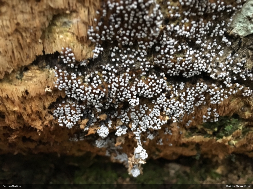 Pumpurīte (nenoteikta)