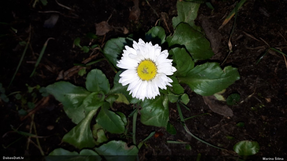 Ilggadīgā mārpuķīte