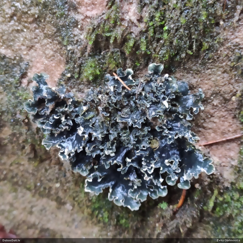 Peltīgera Peltigera elisabethae
