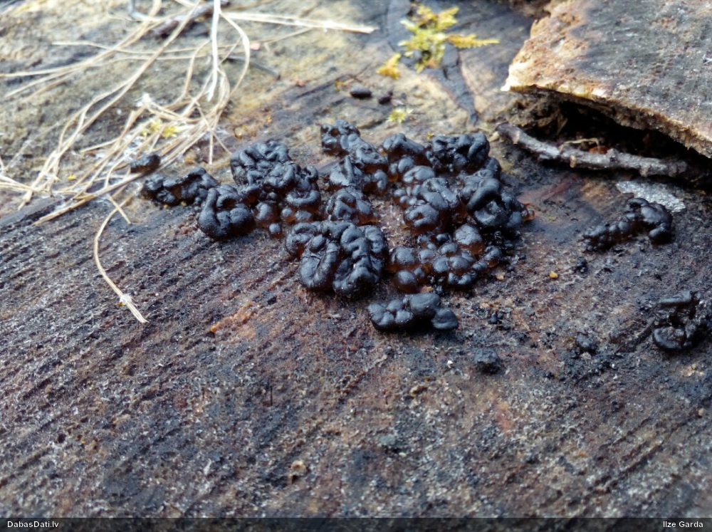 Receklene, eksīdija (nenoteikta)