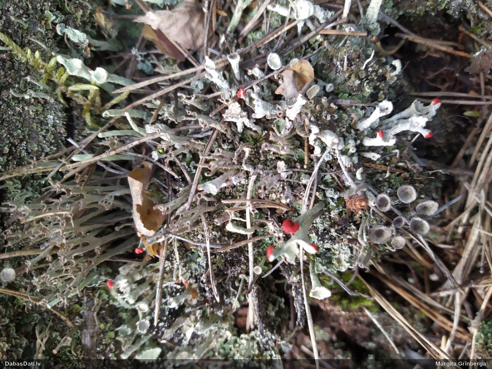 Kladonija (nenoteikta)
