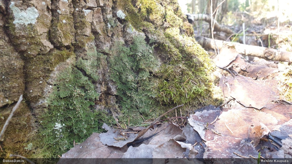 Ķērpis Mycobilimbia carneoalbida