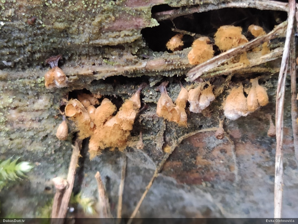 Maldinošā pilienīte