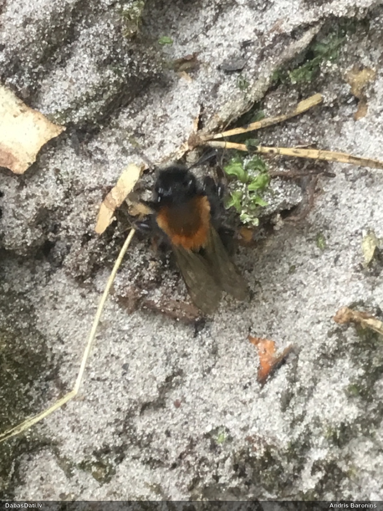 Smilšbite Andrena sp.