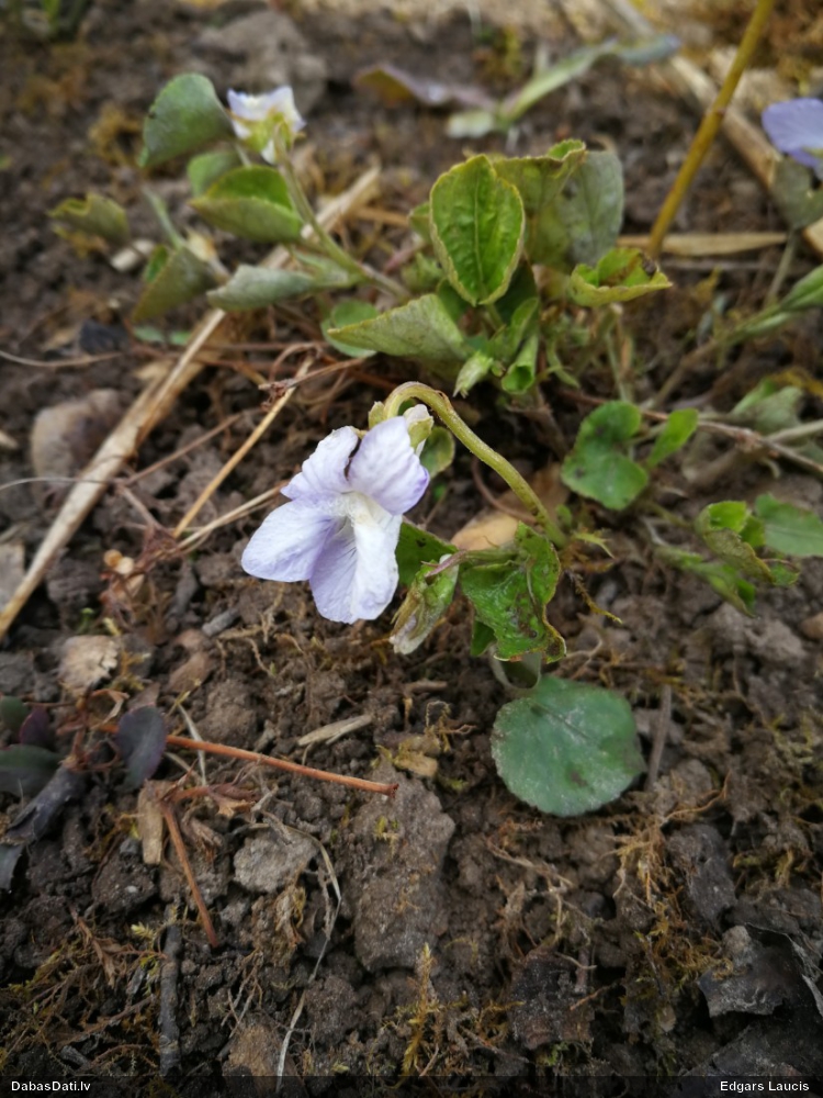 common Dog-violet