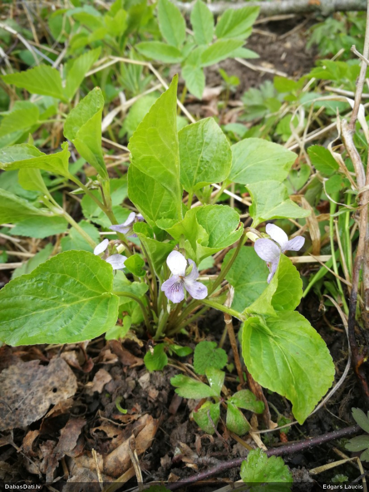 heath Dog-violet