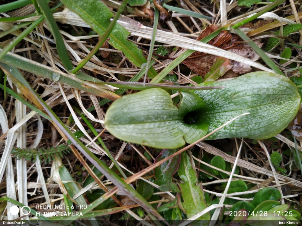 Zaļziedu naktsvijole