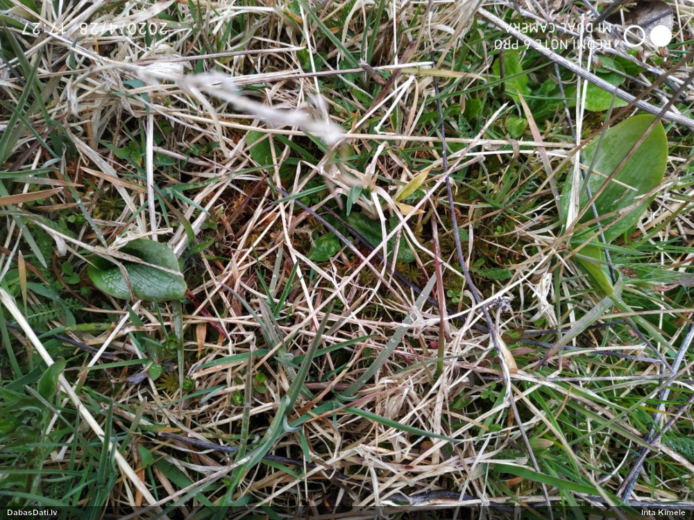 Zaļziedu naktsvijole