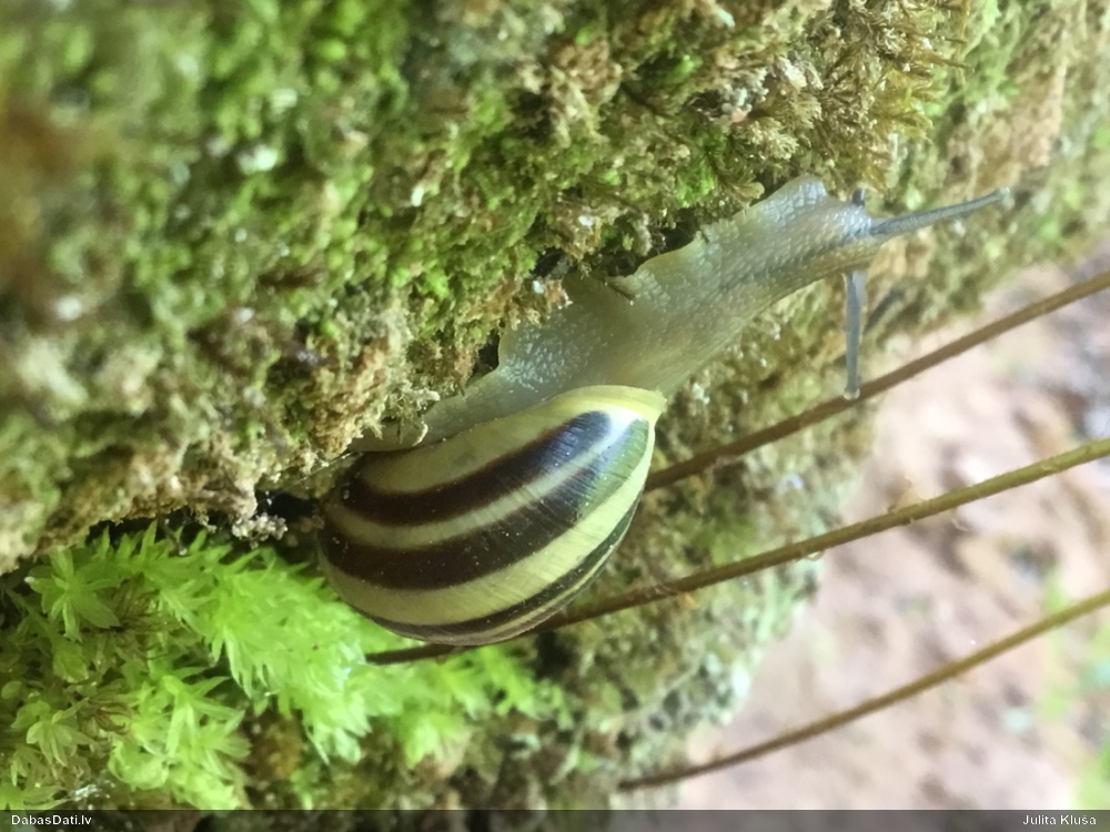 Dārza vīngliemezis