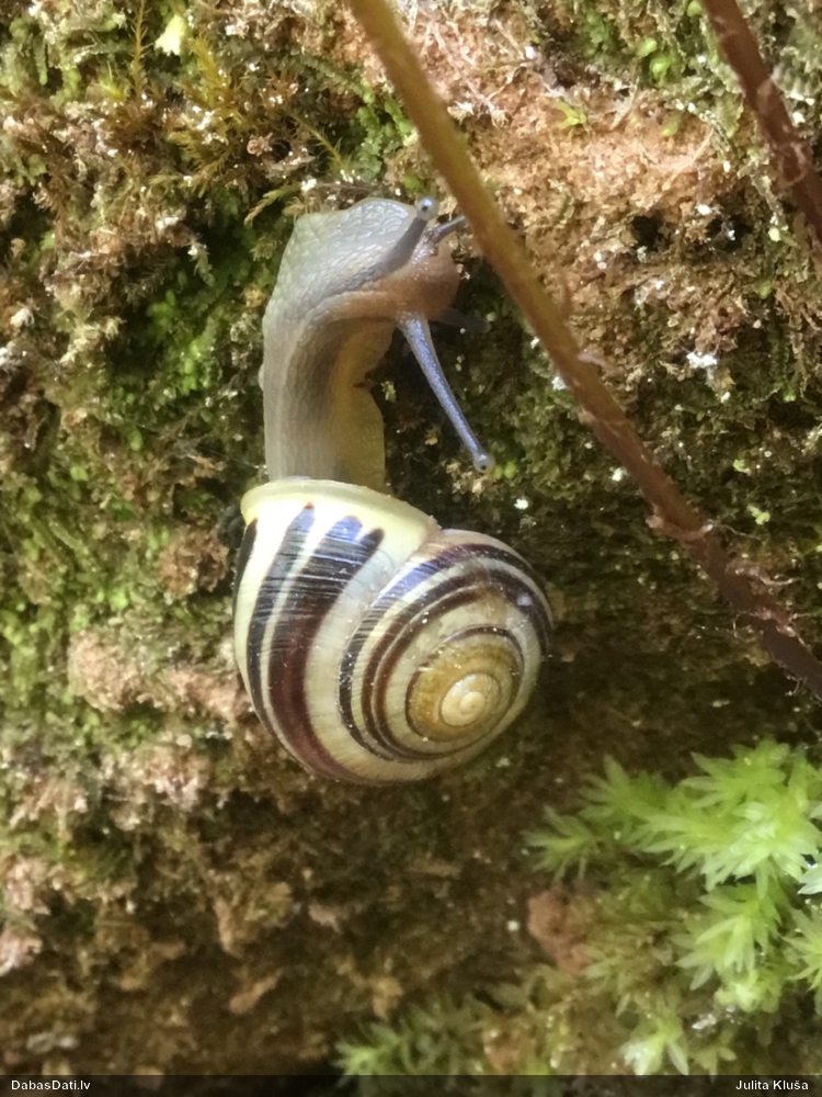 Dārza vīngliemezis