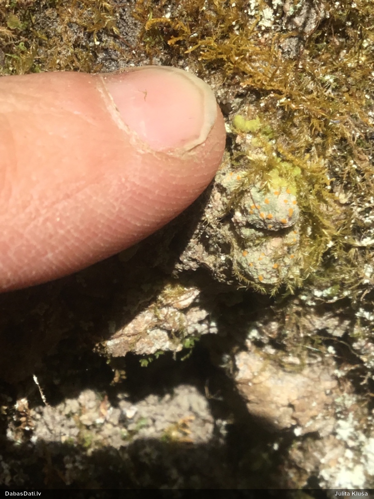 Ķērpis Protoblastenia sp.