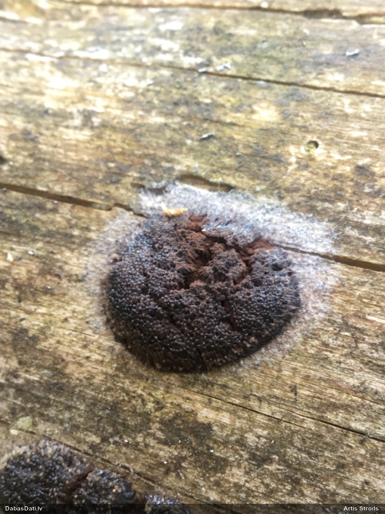 Saplacinātā kūlīte