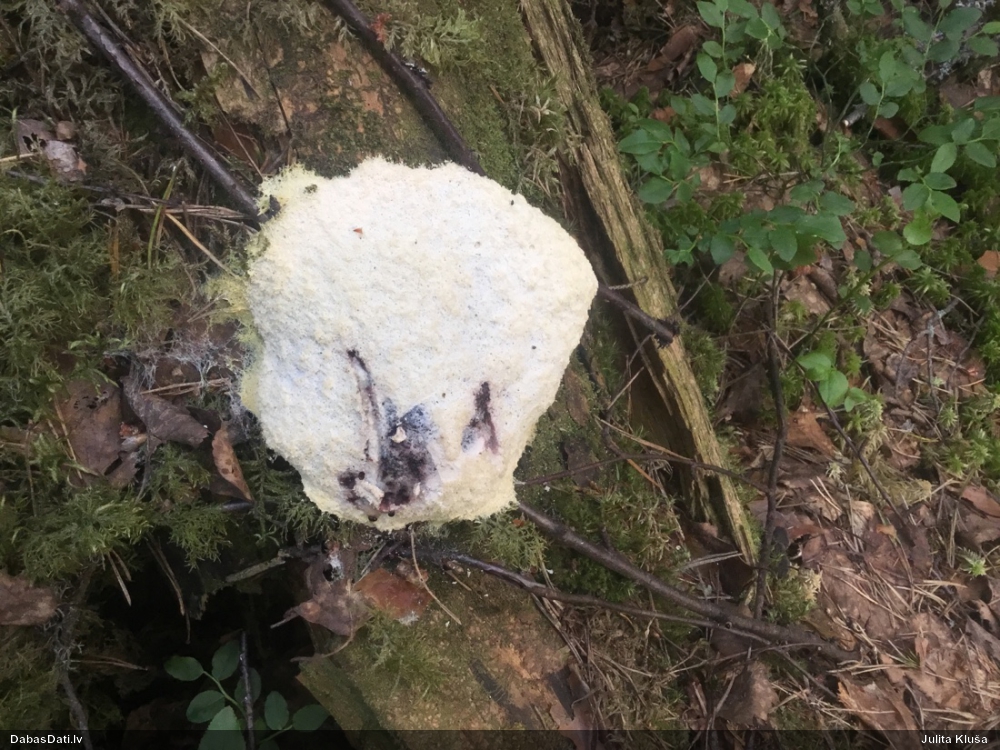 Parastais ragansviests (neprecizēta varietāte)