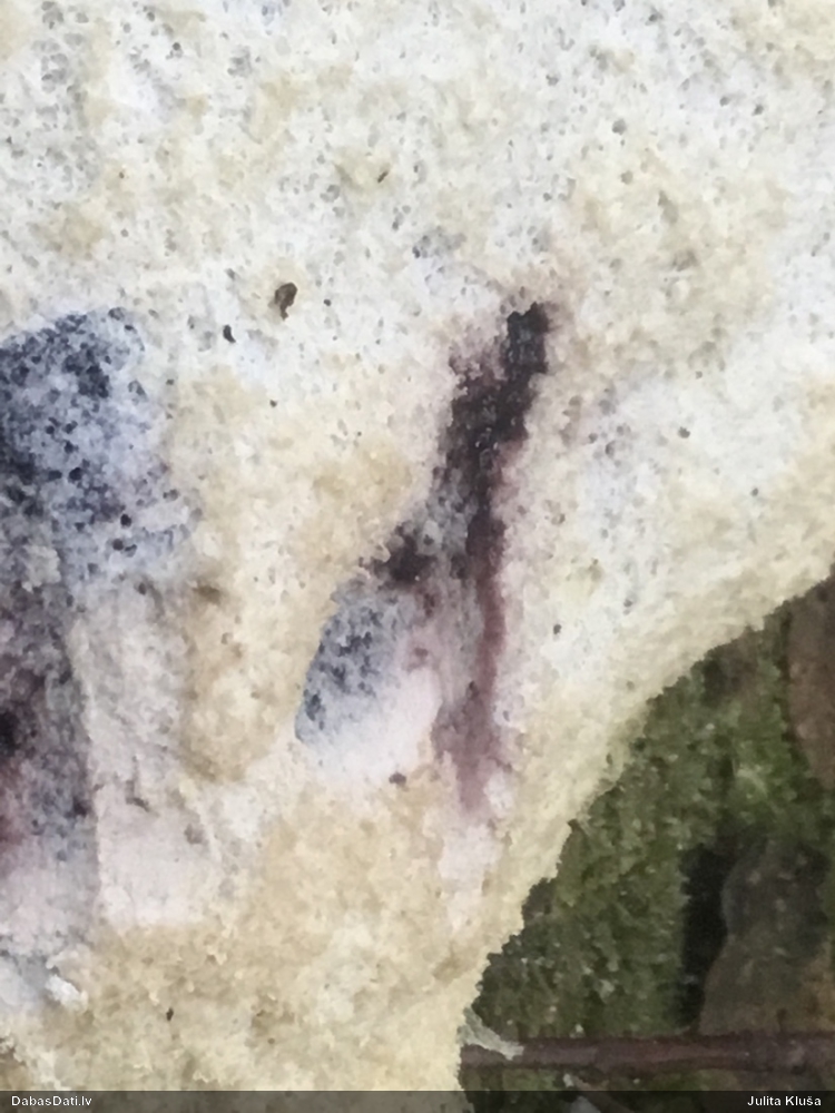 Parastais ragansviests (neprecizēta varietāte)