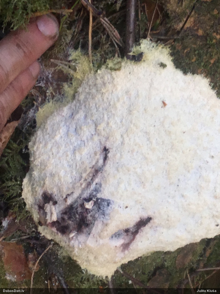 Parastais ragansviests (neprecizēta varietāte)