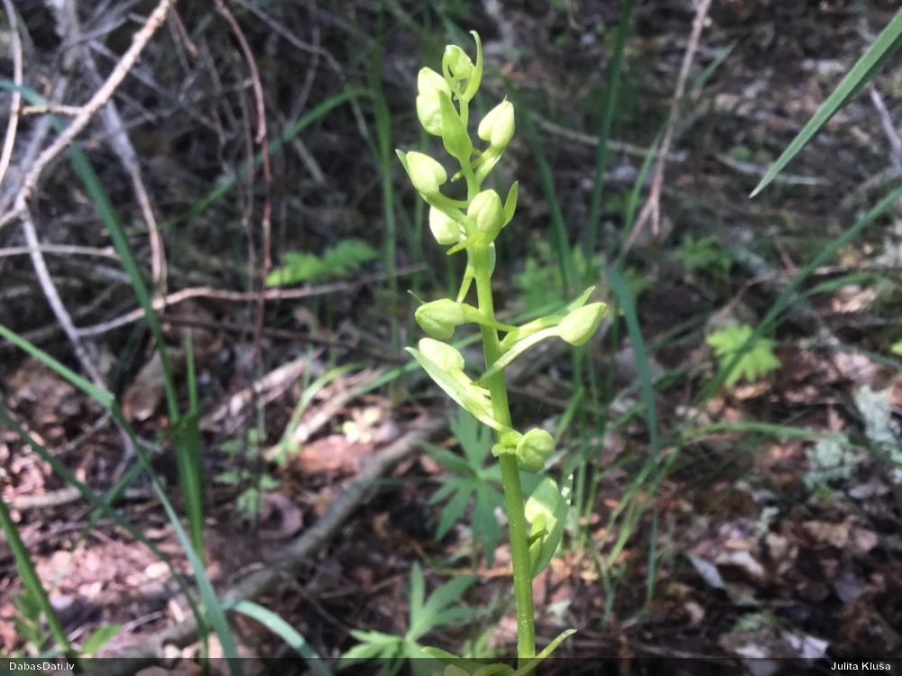 любка зеленоцветная