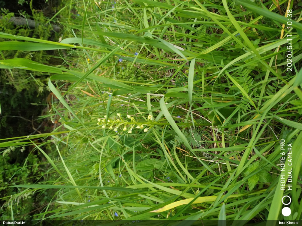 Zaļziedu naktsvijole