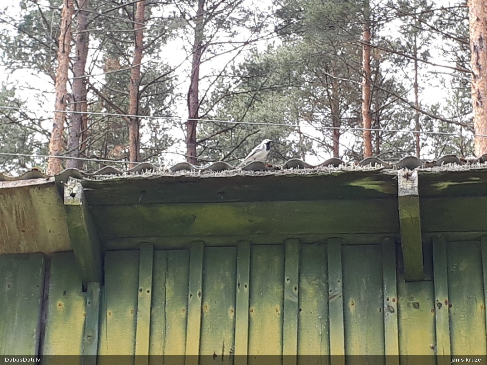 белая трясогузка