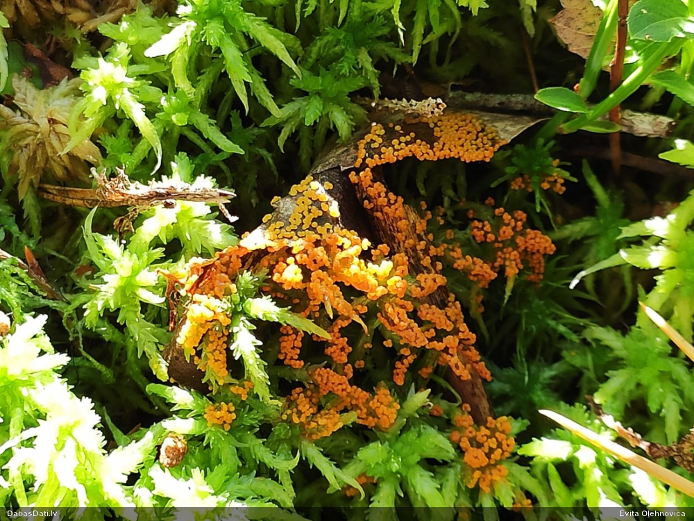 Pumpurīte (nenoteikta)