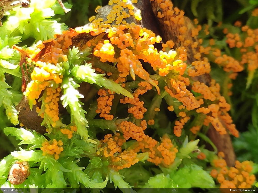 Pumpurīte (nenoteikta)