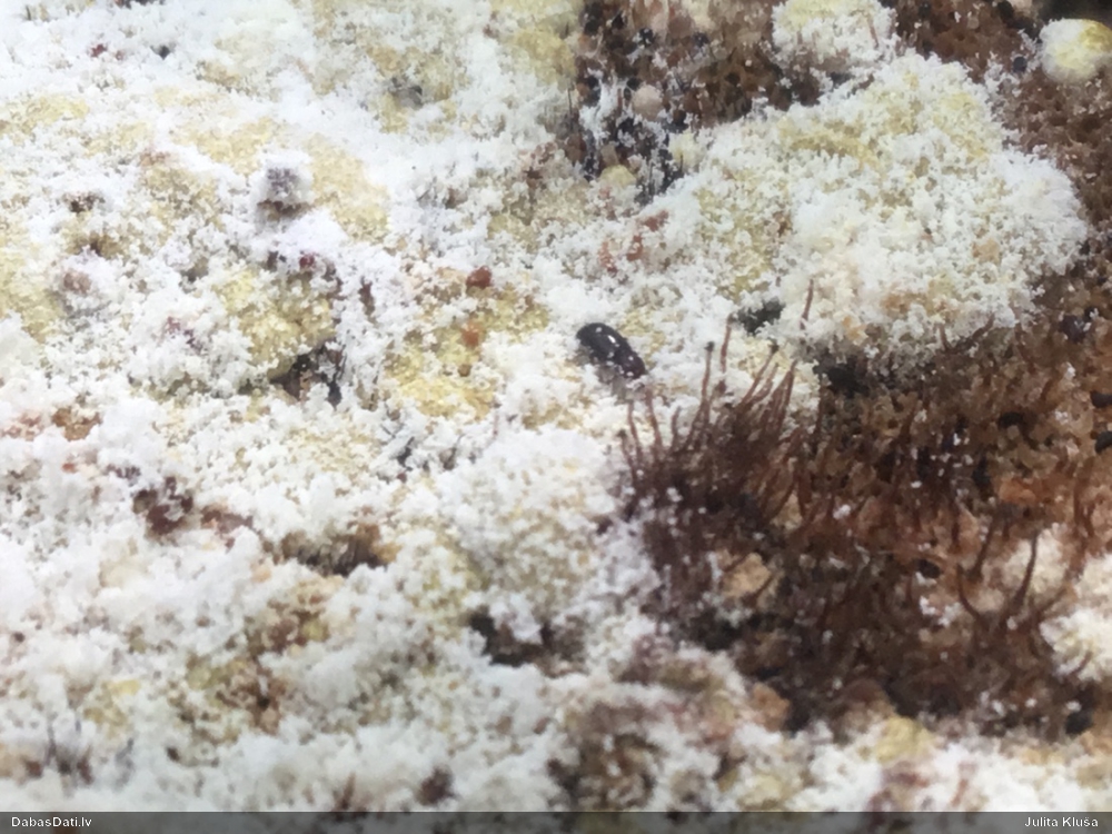 Sēne Melanospora lagenaria