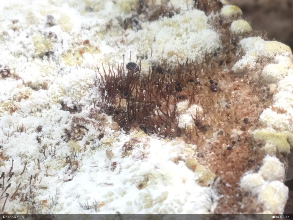 Sēne Melanospora lagenaria