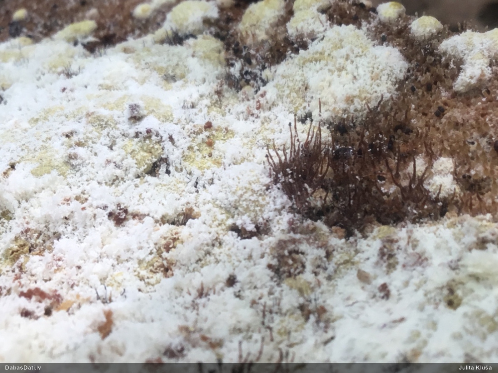 Sēne Melanospora lagenaria