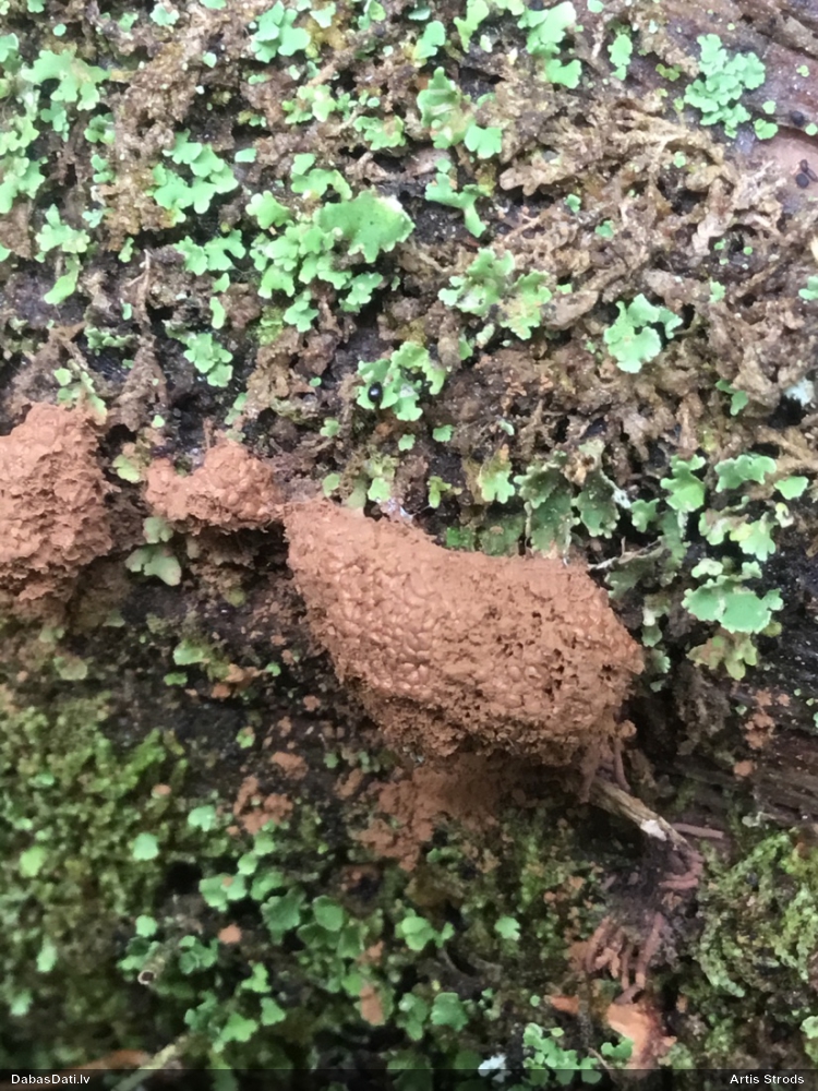 Oranžā aveņgļotsēne