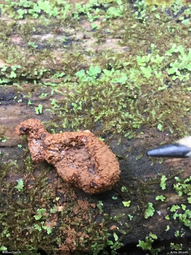 Oranžā aveņgļotsēne