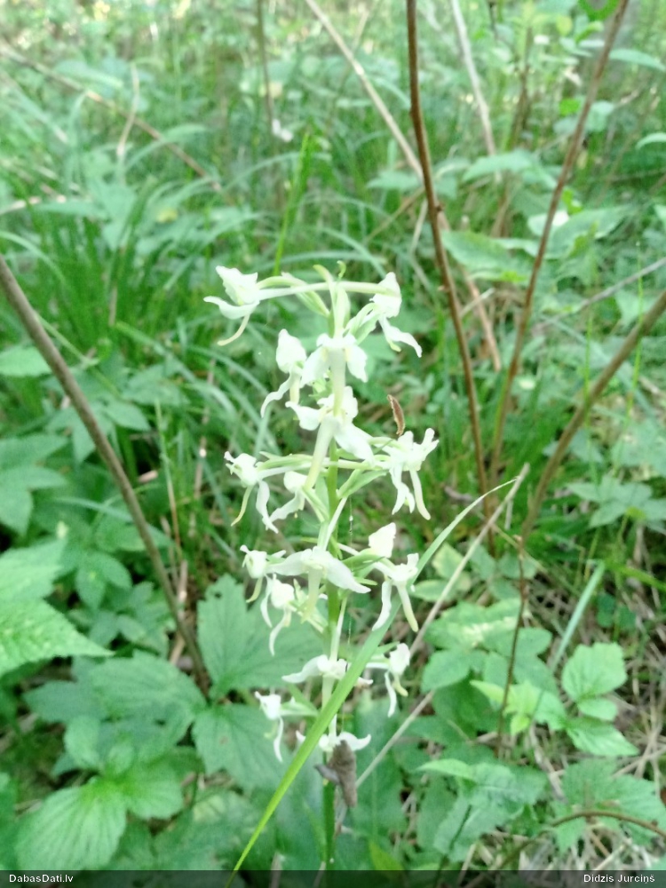 Greater Butterfly-orchid